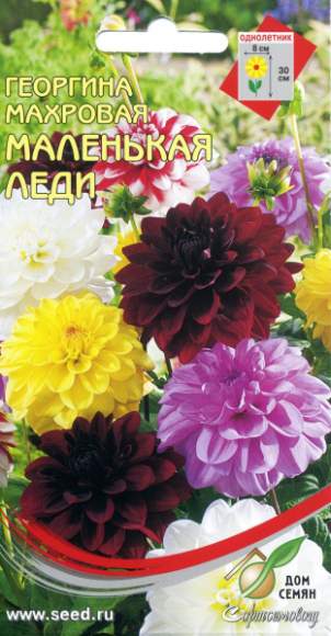 Георгина Маленькая леди (дом семян) 10 шт  – купить в г. Волгоград