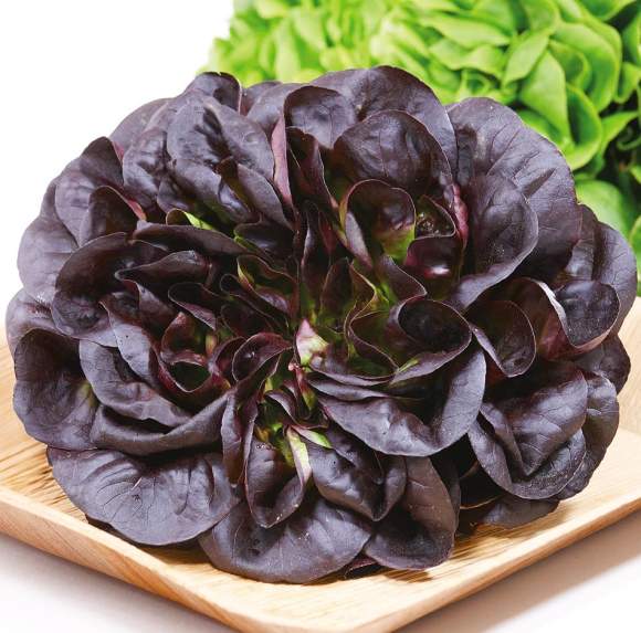 Салат листовой Гоген (сады России) 5 шт – купить в г. Волгоград Салат листовой Гоген (сады России) 5 шт – купить в г. Волгоград