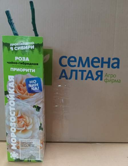 Роза Алтай чайно-гибридная Приорити 1 шт  – купить в г. Волгоград