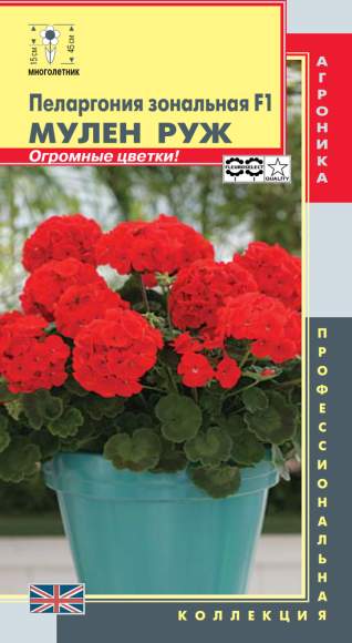 Пеларгония Мулен Руж F1 (плазмас) 3 шт – купить в г. Волгоград Пеларгония Мулен Руж F1 (плазмас) 3 шт – купить в г. Волгоград