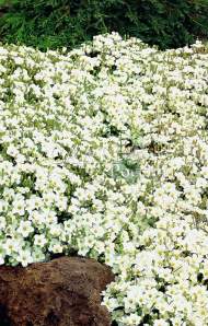 Песчанка Горная (сады России) 20 шт Песчанка Горная (сады России) 20 шт