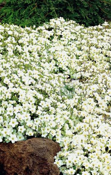 Песчанка Горная (сады России) 20 шт  – купить в г. Волгоград