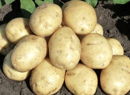 Картофель Гала (упаковка 2кг+-10%)   – купить в г. Волгоград