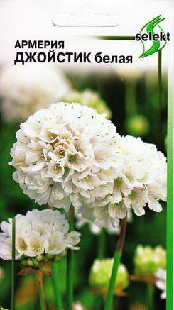 Армерия Джойстик белая (дом семян) 5 шт – купить в г. Волгоград Армерия Джойстик белая (дом семян) 5 шт – купить в г. Волгоград