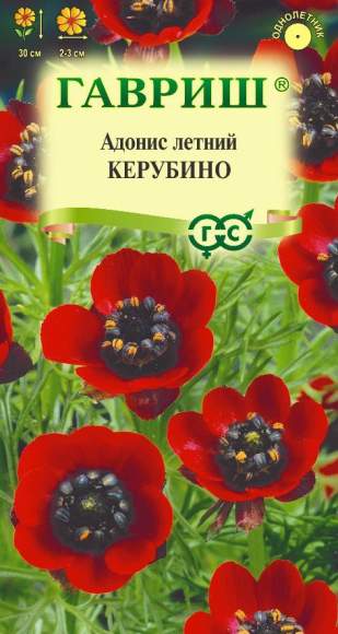Адонис Керубино (гавриш) 0,1гр – купить в г. Волгоград Адонис Керубино (гавриш) 0,1гр – купить в г. Волгоград