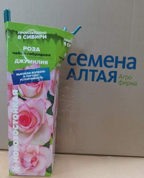 Роза Алтай чайно-гибридная Джумилия 1 шт  – купить в г. Волгоград