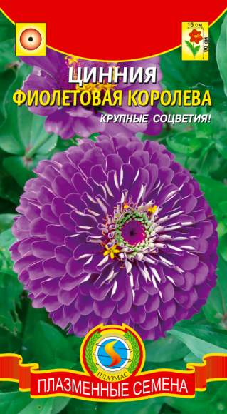 Цинния Фиолетовая королева (плазмас) 0,3гр  – купить в г. Волгоград