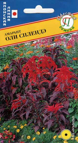 Амарант Оли Сплендэ (престиж) 25 шт (sakata) – купить в г. Волгоград Амарант Оли Сплендэ (престиж) 25 шт (sakata) – купить в г. Волгоград