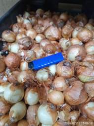  Лук-шалот Бонилла 22-40мм (Голландия)