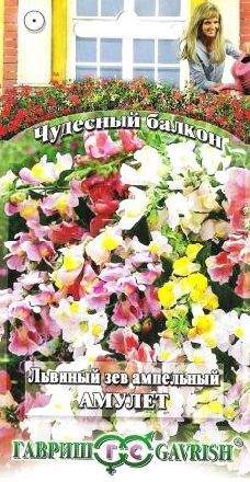 Антирринум (львиный зев) Амулет смесь (гавриш) 5шт – купить в г. Волгоград Антирринум (львиный зев) Амулет смесь (гавриш) 5шт – купить в г. Волгоград