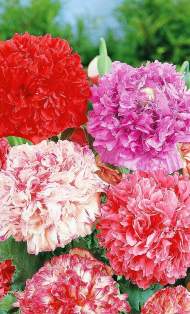 Мак пионовидный Набор Шахерезада (сады России) 0,1 гр однолетник Мак пионовидный Набор Шахерезада (сады России) 0,1 гр однолетник