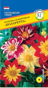Георгина Коларетта (престиж) 12 шт
