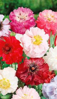 Мак самосейка Набор Махровый (сады России) 0,1 гр однолетник Мак самосейка Набор Махровый (сады России) 0,1 гр однолетник