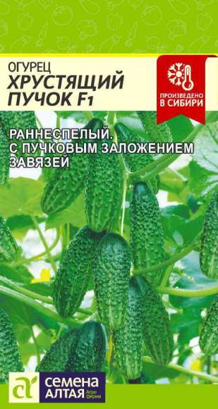 Огурец Хрустящий пучок F1 (семена Алтая) 6шт  – купить в г. Волгоград