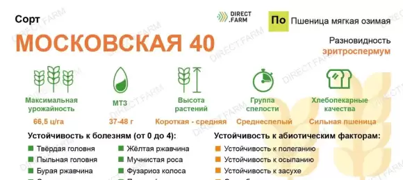 Пшеница озимая Московская 40 (сидерат) (г) 0,5кг  – купить в г. Волгоград