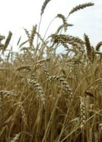 Пшеница озимая Московская 40 (сидерат) (г) 0,5кг  – купить в г. Волгоград