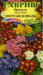 Примула Эрфуртские великаны (гавриш) 20 шт  – купить в г. Волгоград