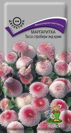 Маргаритка Тассо стробери энд крим (поиск) 20шт  – купить в г. Волгоград