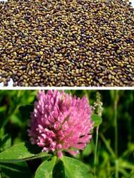 Клевер красный 0,5кг (фас.) Клевер красный 0,5кг (фас.)