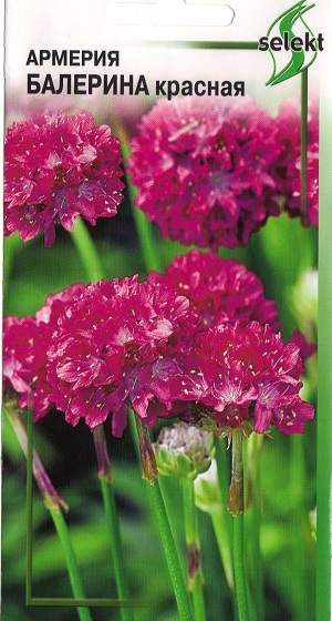 Армерия Балерина красная (дом семян) 10 шт  – купить в г. Волгоград
