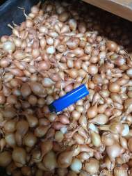  Лук-севок Штуттгартер-ризен 10-21мм  (Голландия) 