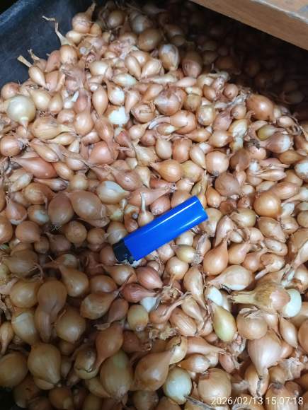  Лук-севок Штуттгартер-ризен 10-21мм  (Голландия)   – купить в г. Волгоград