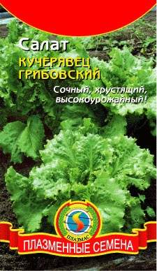 Салат полукочанный Кучерявец грибовский (плазмас) 0,5 гр  – купить в г. Волгоград