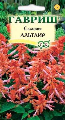 Сальвия Альтаир (г) 4шт  – купить в г. Волгоград