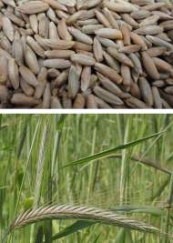 Рожь 1кг (фас.) Рожь 1кг (фас.)