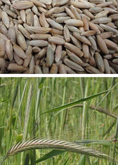 Рожь 1кг (фас.) – купить в г. Волгоград Рожь 1кг (фас.) – купить в г. Волгоград