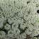 Алиссум Белое море (поиск) 0,3 гр – купить в г. Волгоград Алиссум Белое море (поиск) 0,3 гр – купить в г. Волгоград