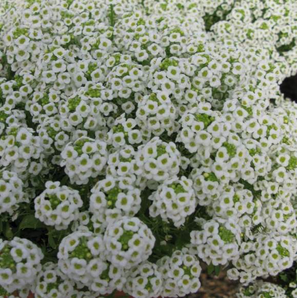 Алиссум Белое море (поиск) 0,3 гр – купить в г. Волгоград Алиссум Белое море (поиск) 0,3 гр – купить в г. Волгоград