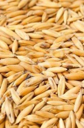 Овес 1кг – купить в г. Волгоград Овес 1кг – купить в г. Волгоград