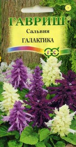 Сальвия Галактика (гавриш) 6шт  – купить в г. Волгоград