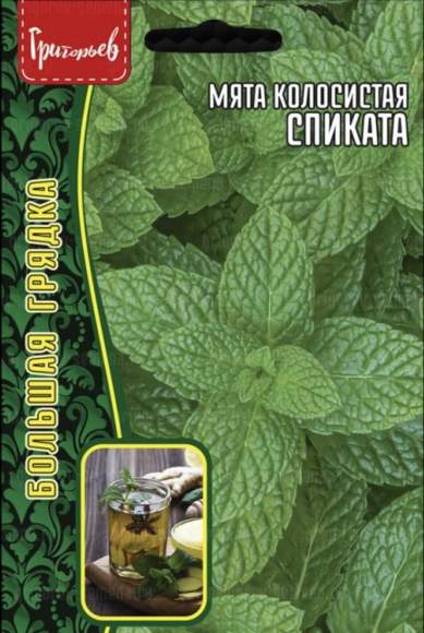 Мята колосистая Спиката (Григорьев) 0,05 гр  – купить в г. Волгоград