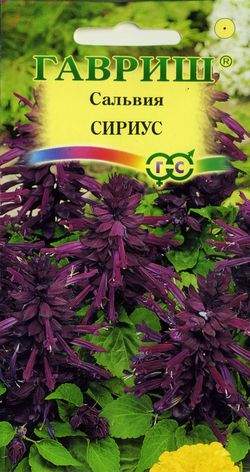 Сальвия Сириус (гавриш) 4шт  – купить в г. Волгоград