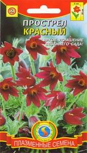 Прострел Красный (плазмас) 10 шт  – купить в г. Волгоград