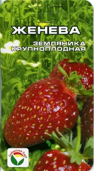 Земляника крупноплодная Женева (сибирский сад) 10 шт – купить в г. Волгоград Земляника крупноплодная Женева (сибирский сад) 10 шт – купить в г. Волгоград