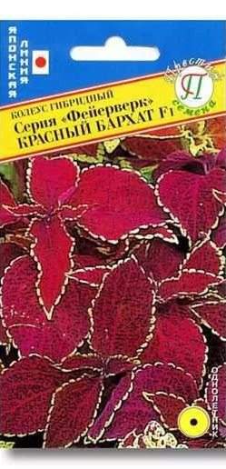 Колеус серия фейерверк Красный бархат F1 (престиж) 10 шт  – купить в г. Волгоград