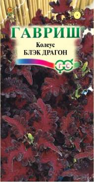 Колеус Блэк драгон (гавриш) 4 шт Колеус Блэк драгон (гавриш) 4 шт