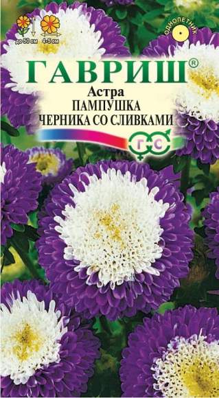Астра Пампушка черника со сливками (гавриш) 0,3гр  – купить в г. Волгоград