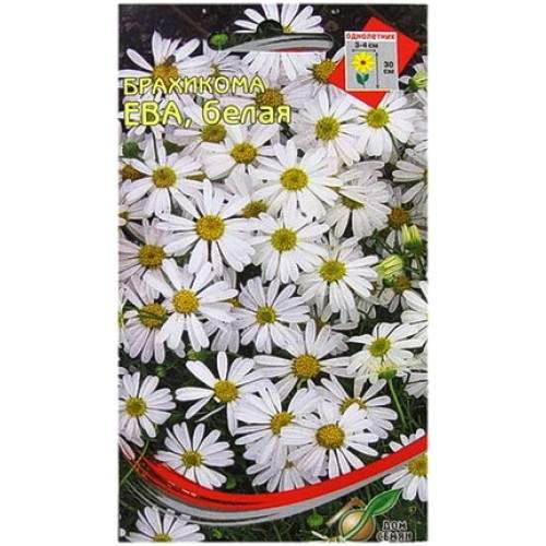 Брахикома Ева белая (дом семян) 180 шт  – купить в г. Волгоград