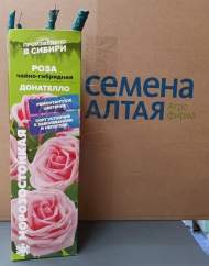 Роза Алтай чайно-гибридная Донателло 1шт 