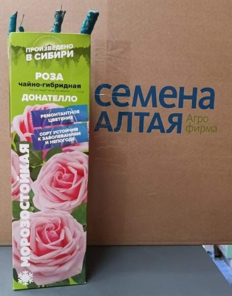 Роза Алтай чайно-гибридная Донателло 1шт   – купить в г. Волгоград