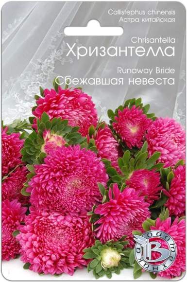 Хризантелла Сбежавшая невеста (биотехника) 30шт  – купить в г. Волгоград