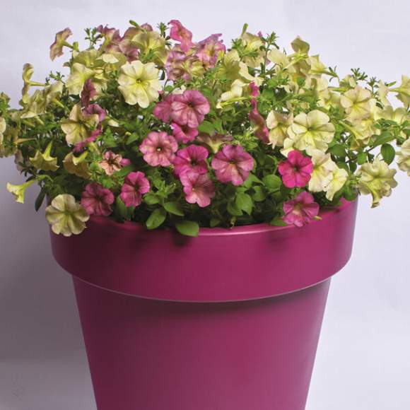 Петуния мультифлора Зора F1 (престиж) 5шт – купить в г. Волгоград Петуния мультифлора Зора F1 (престиж) 5шт – купить в г. Волгоград