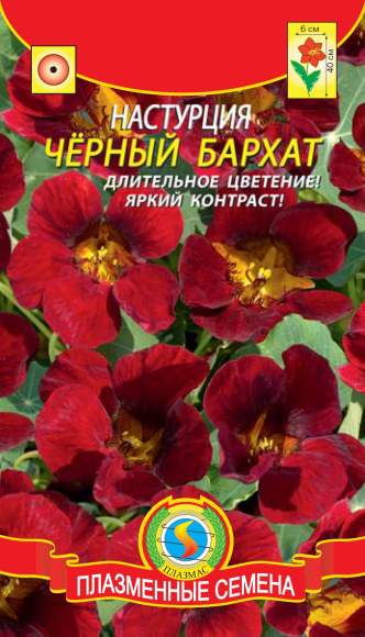 Настурция Черный бархат (плазмас) 6 шт  – купить в г. Волгоград