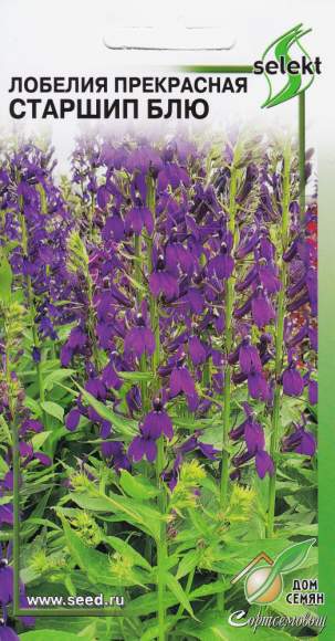 Лобелия Старшип Блю (дом семян) 5 шт многолетник  – купить в г. Волгоград
