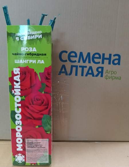 Роза Алтай чайно-гибридная Шангри Ла 1шт   – купить в г. Волгоград