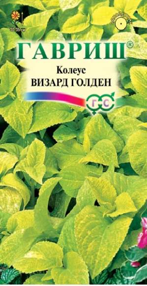 Колеус Визард Голден (гавриш) 4шт  – купить в г. Волгоград